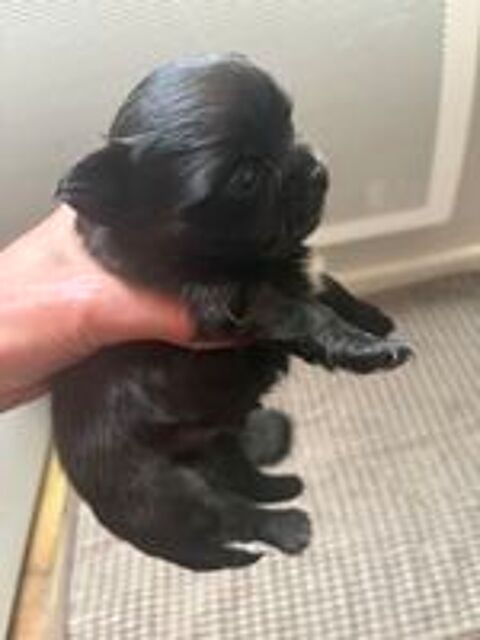   Chiot chihuahua 