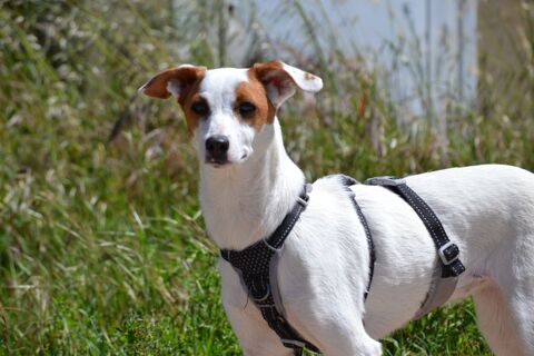 AIRE,  sociable caline et joyeuse,  adorable petite Podenca de 10 kg 220 24140 Douville