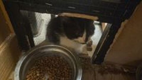   Chaton trouver 