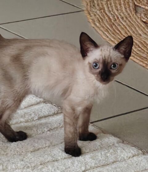 Chatons siamois
0 64300 Orthez