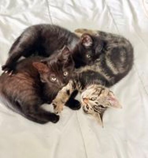  Très Beaux Chatons Totalement Sevrés En Parfait Santé  