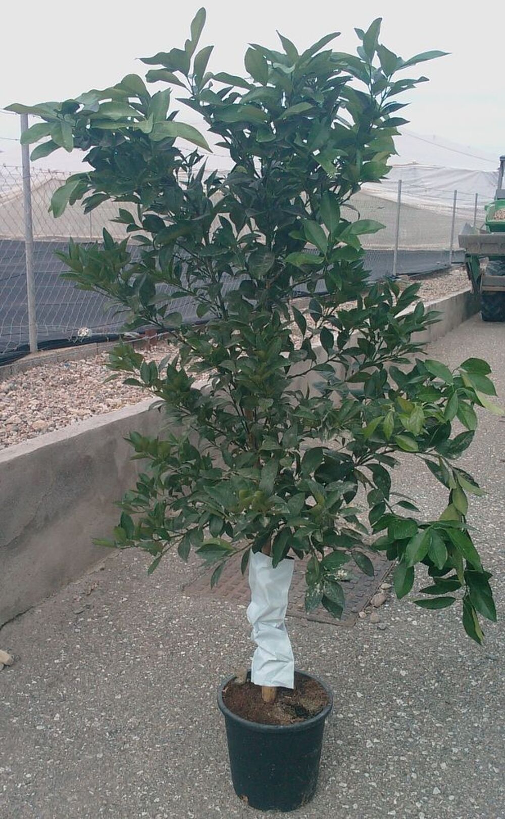 arbres citronniers orangers mandarinniers oliviers Jardin