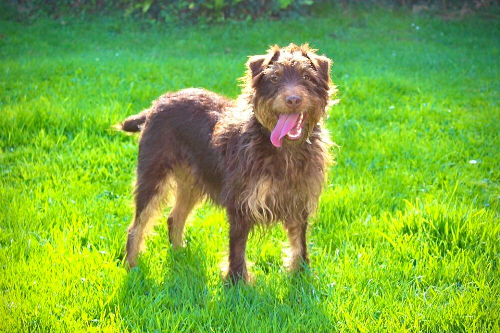   Ulysse, charmant Jagdterrier 