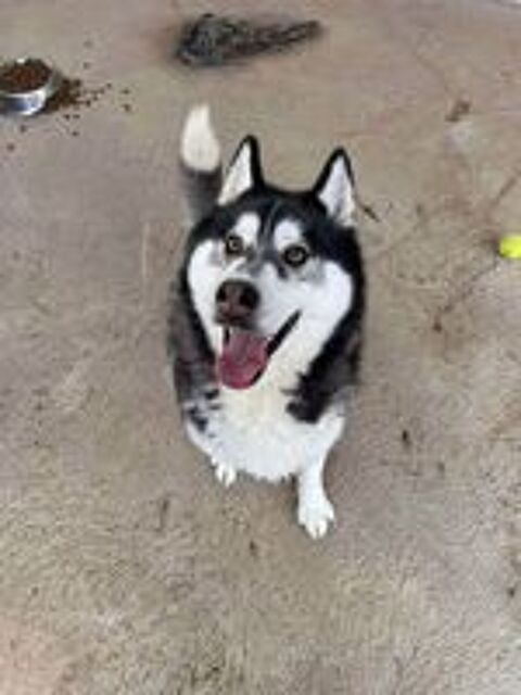   BOJKA husky 4 ans 