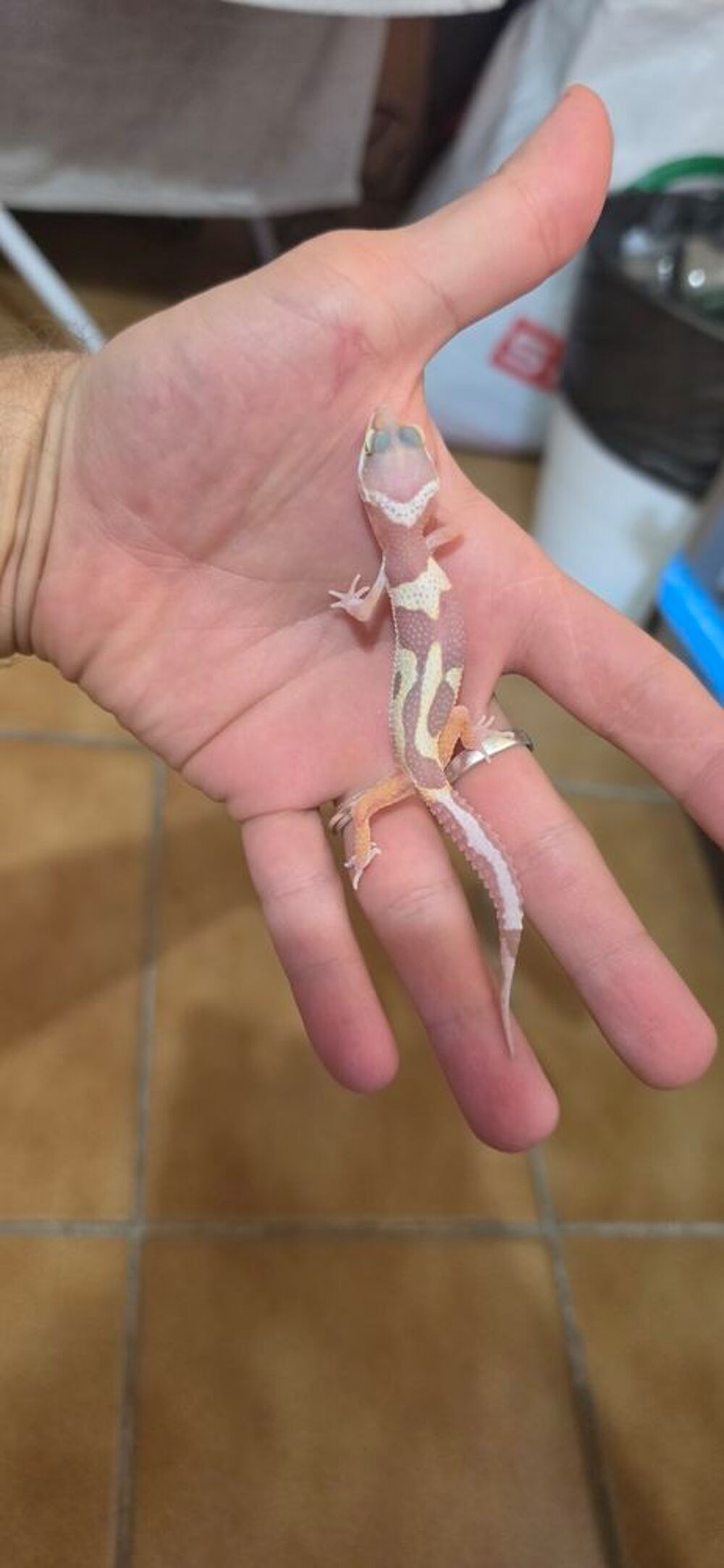   Gecko Leopard juveniles  