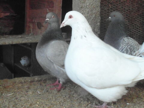 pigeons texans de 2023. 20 18100 Vierzon