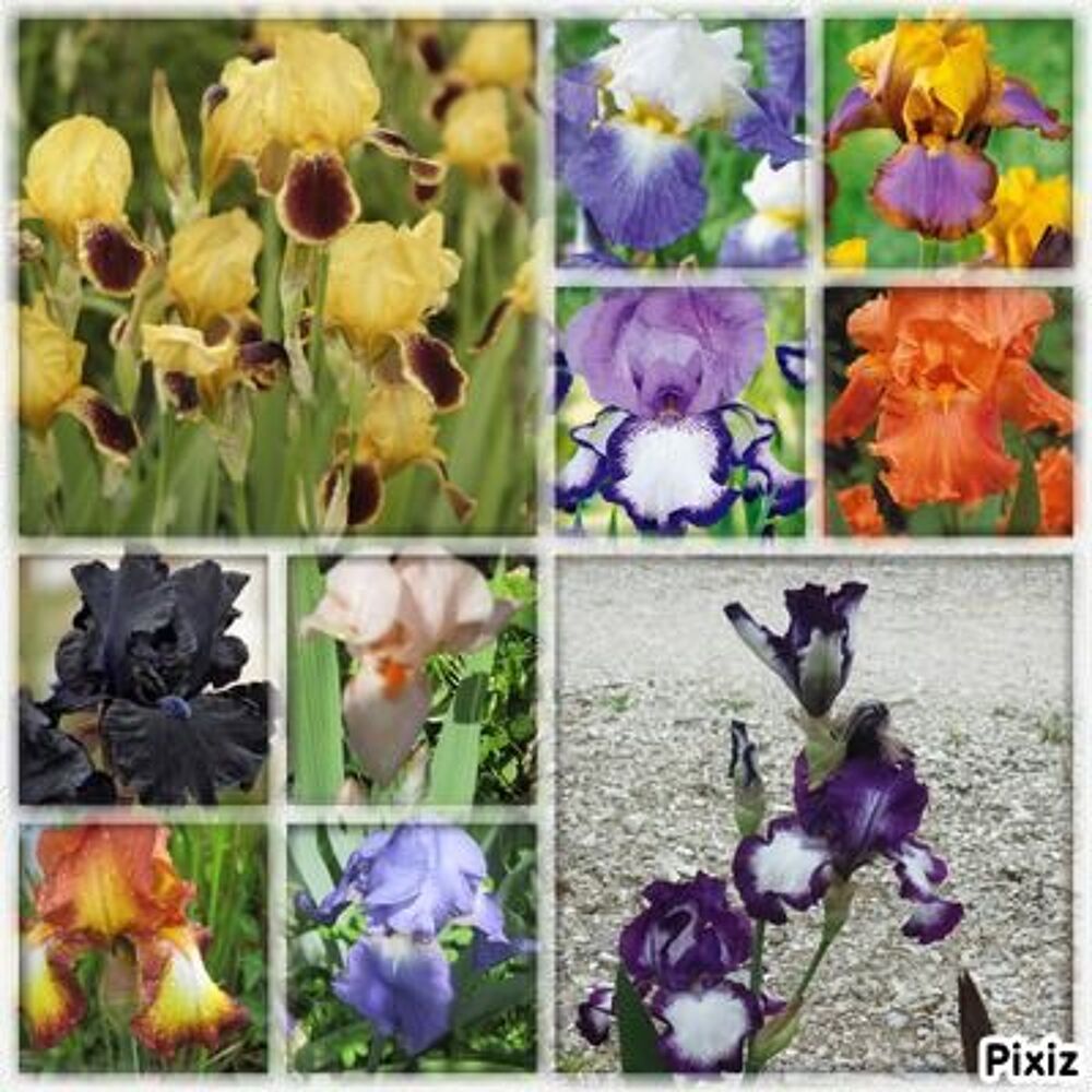 iris germanica ou iris des jardins Jardin