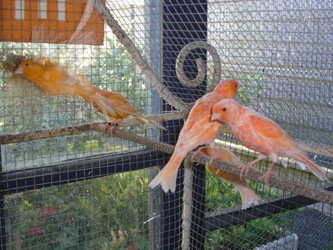 Canari 25 80650 Vignacourt