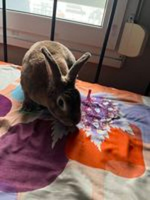   Don de lapine 