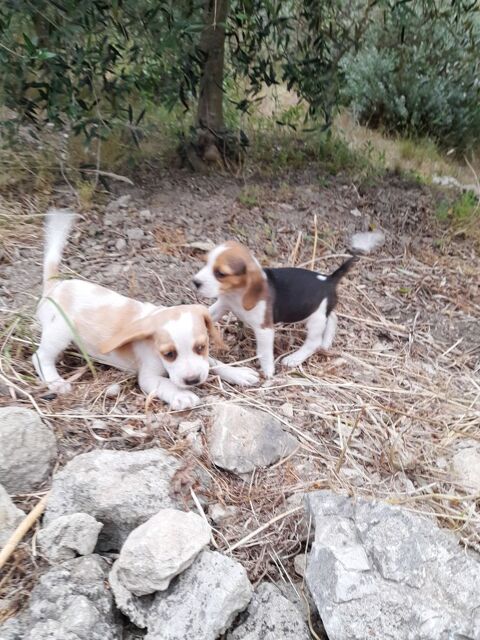 chiot beagle 800 13740 Le rove