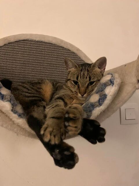 Pippa 210 44000 Nantes