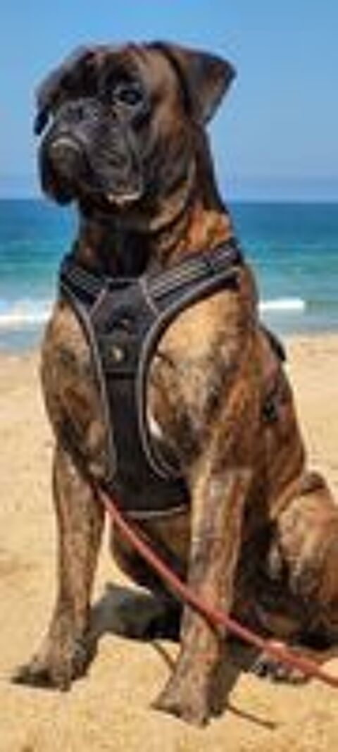   Boxer LOF disponible pour une saillie 