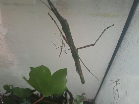 Phasmes oxyartes 1 95100 Argenteuil