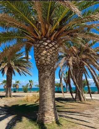 Location  Appartement 