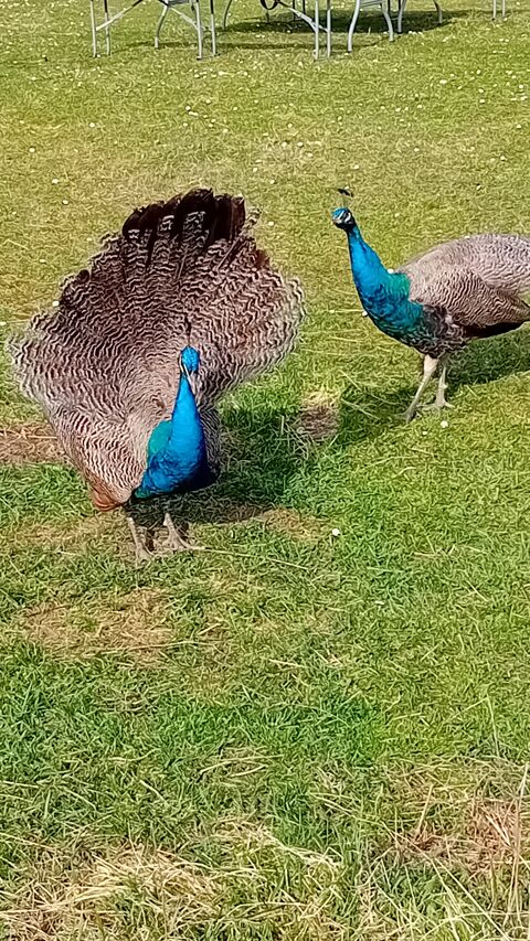 Magnifiques Paons bleus (1 an et 2 ans) 70 17360 La clotte