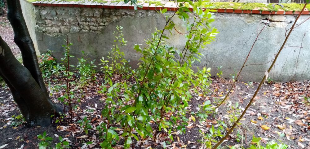 Plants de laurier sauce &agrave; replanter dans votre jardin Jardin