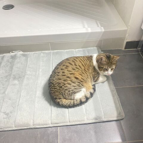 Don de chat : Speedy cherche une nouvelle famille aimante 0 91100 Corbeil-essonnes