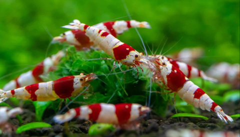 caridina red crystal 4 69380 Les chres