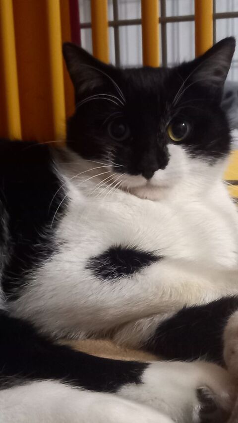 AMADEUS 60 95420 Saint-gervais