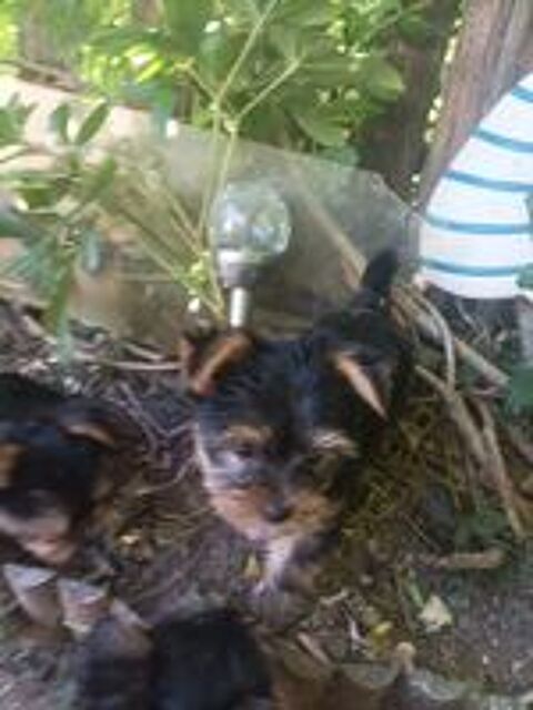   Chiots Yorkshire terrier  