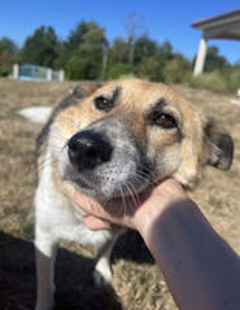   Velora à l'adoption   