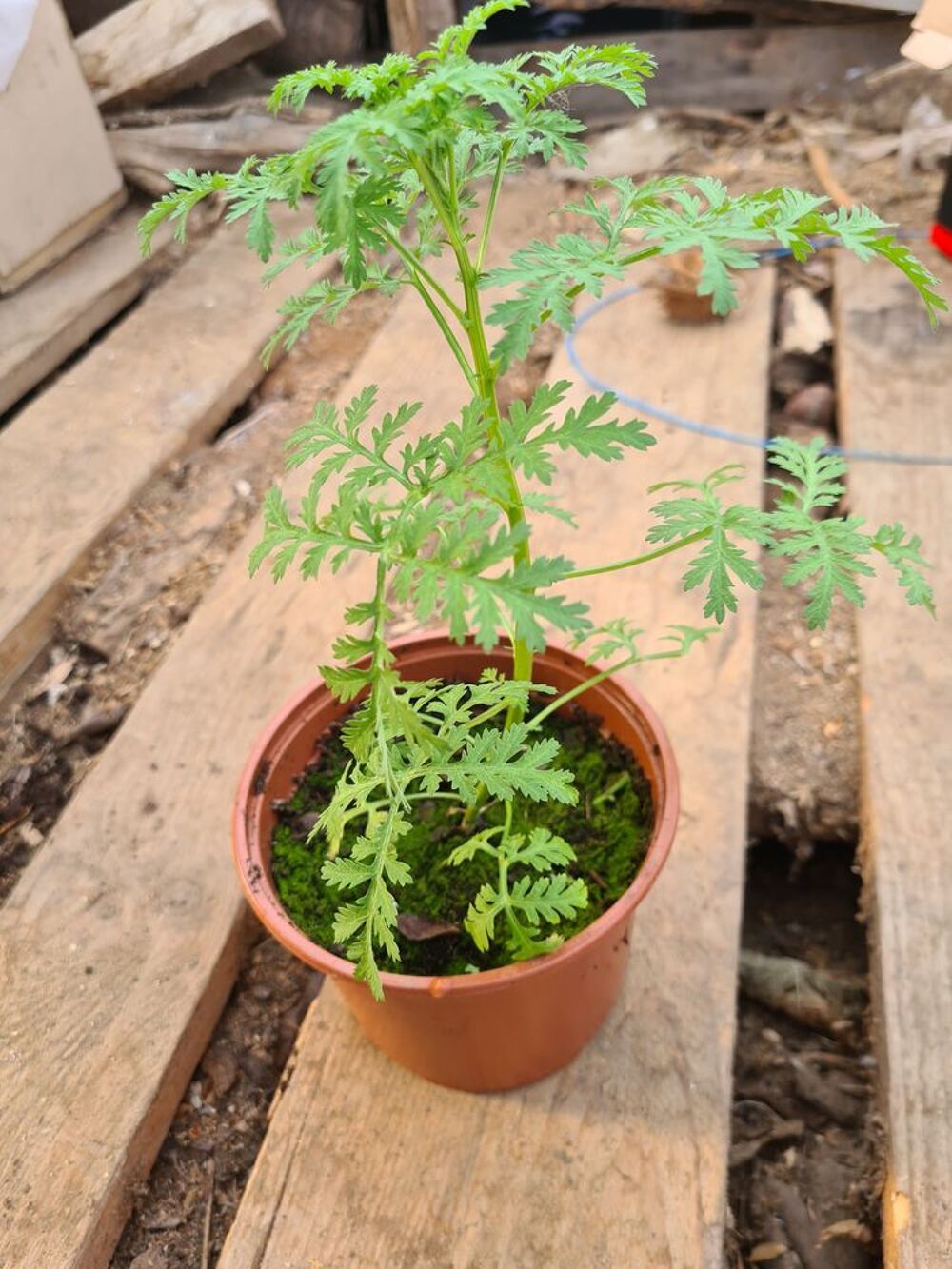 Plantes artemisia annua Jardin