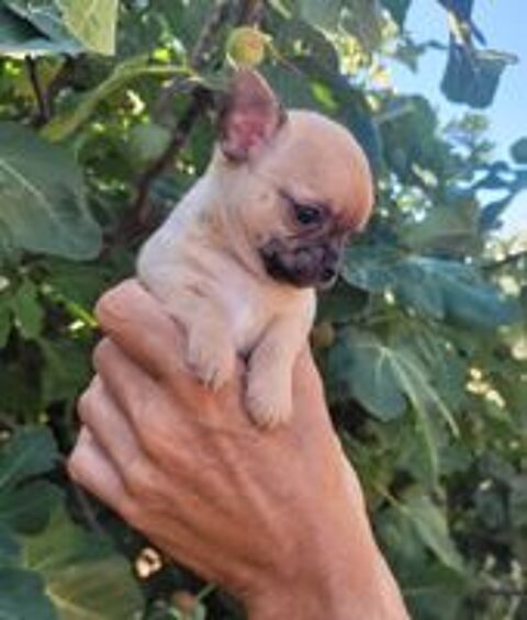   CHIHUAHUA 
