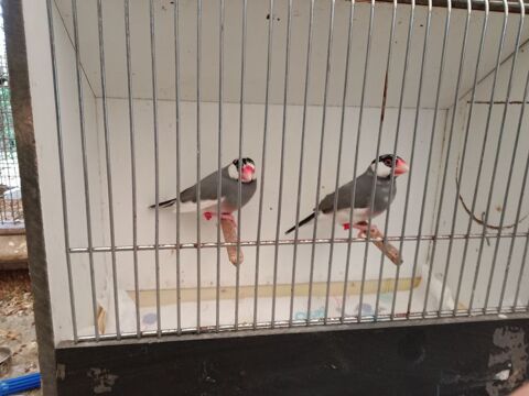 Oiseaux exotiques padda 30 56350 Rieux