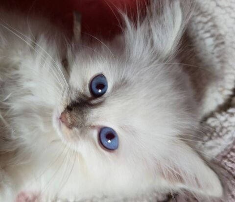 Magnifique Birmans à réserver. 900 80290 Fourcigny