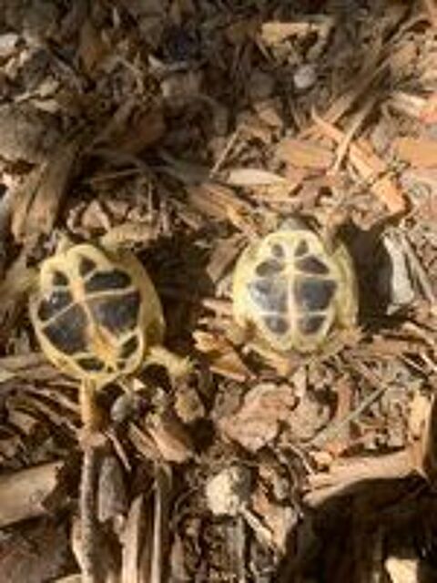  tortues Herman? 