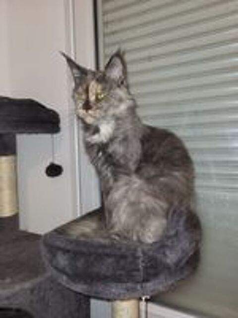   3 adorable maine coon 