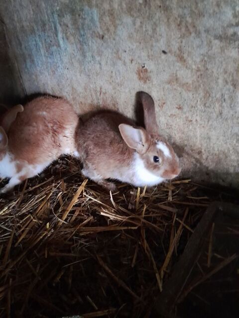 lapin 10 72330 Crans-foulletourte