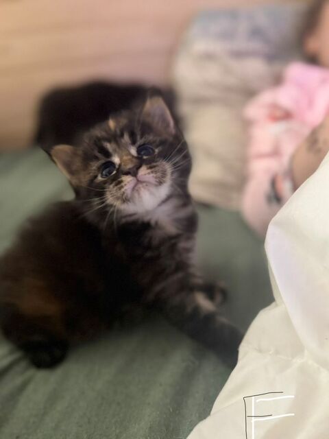 ? &Agrave; r&eacute;server ? Magnifiques chatons Maine Coon ?
600 82400 Gasques