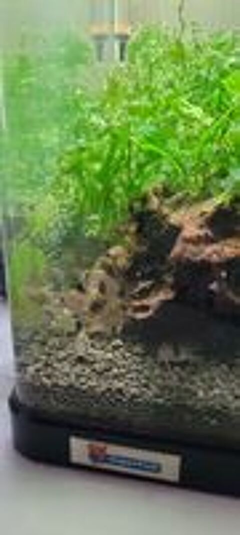   Corydoras  panda  
