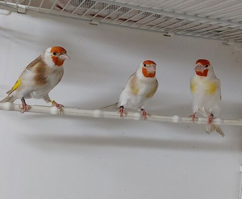 Chardonneret major 200 74380 Arthaz-pont-notre-dame