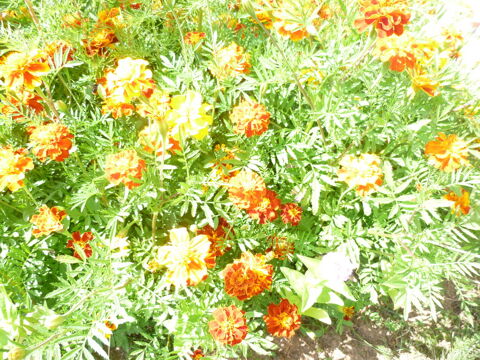 Graines d'oeillets d'inde 1 Valdahon (25)