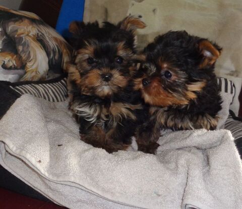 YORKSHIRE  MALES  NAINS 1400 77930 Chailly-en-bire