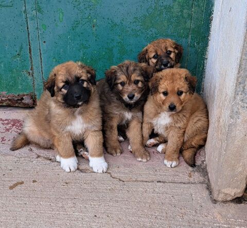 Quatre adorables chiots m^le et femelles cherchent leur famille pour la vie 220 24140 Douville