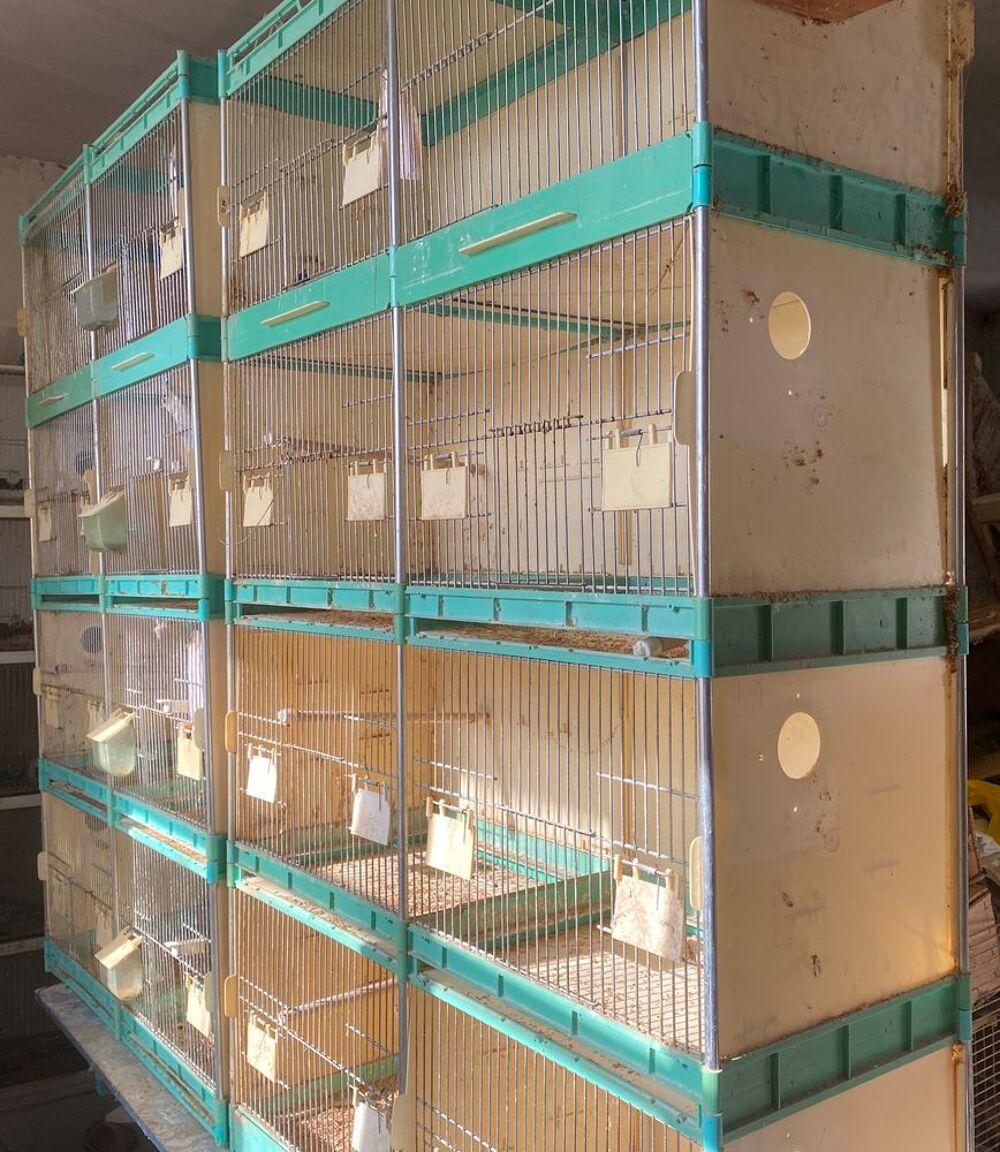   cage élevage et exposition 