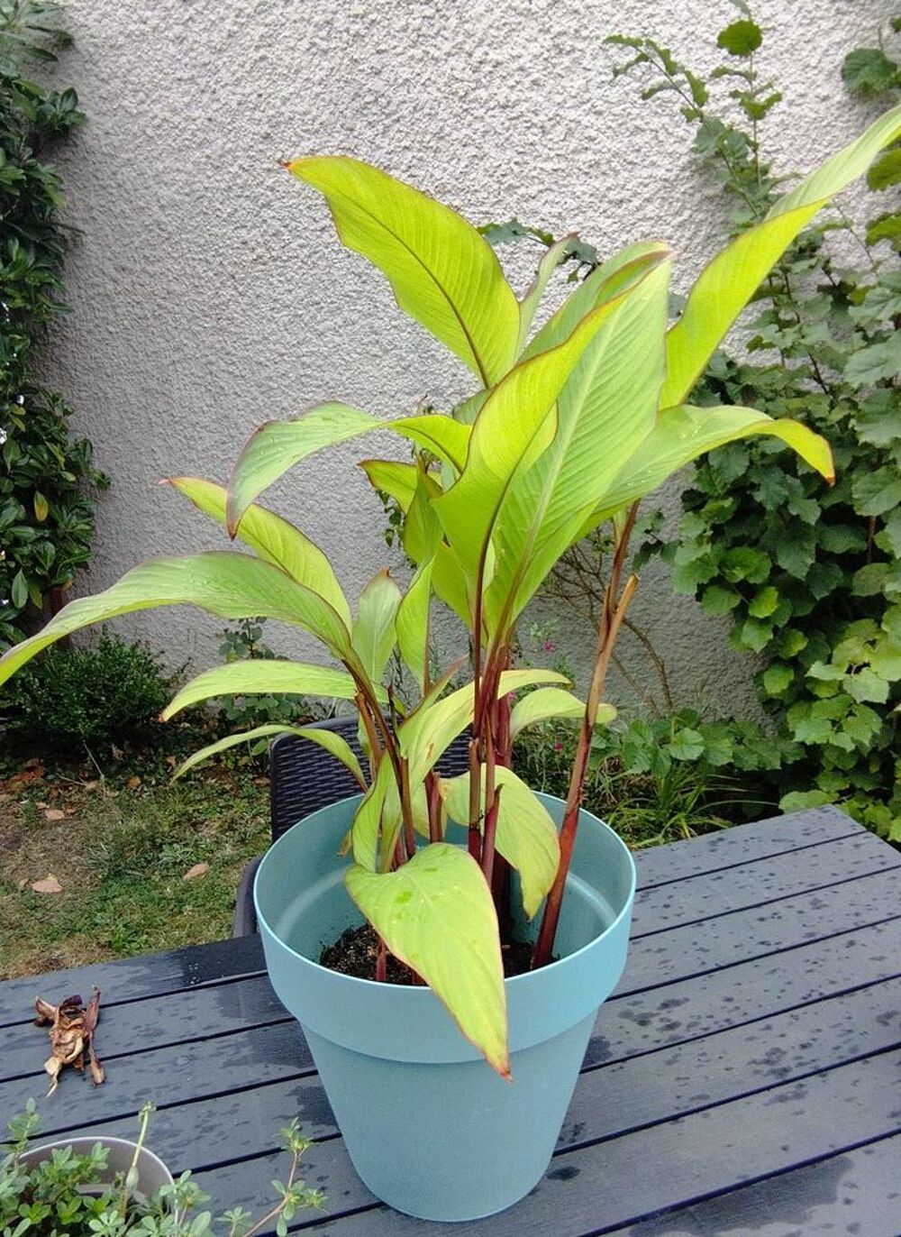 CANA : lot de 7 pieds bulbes Jardin