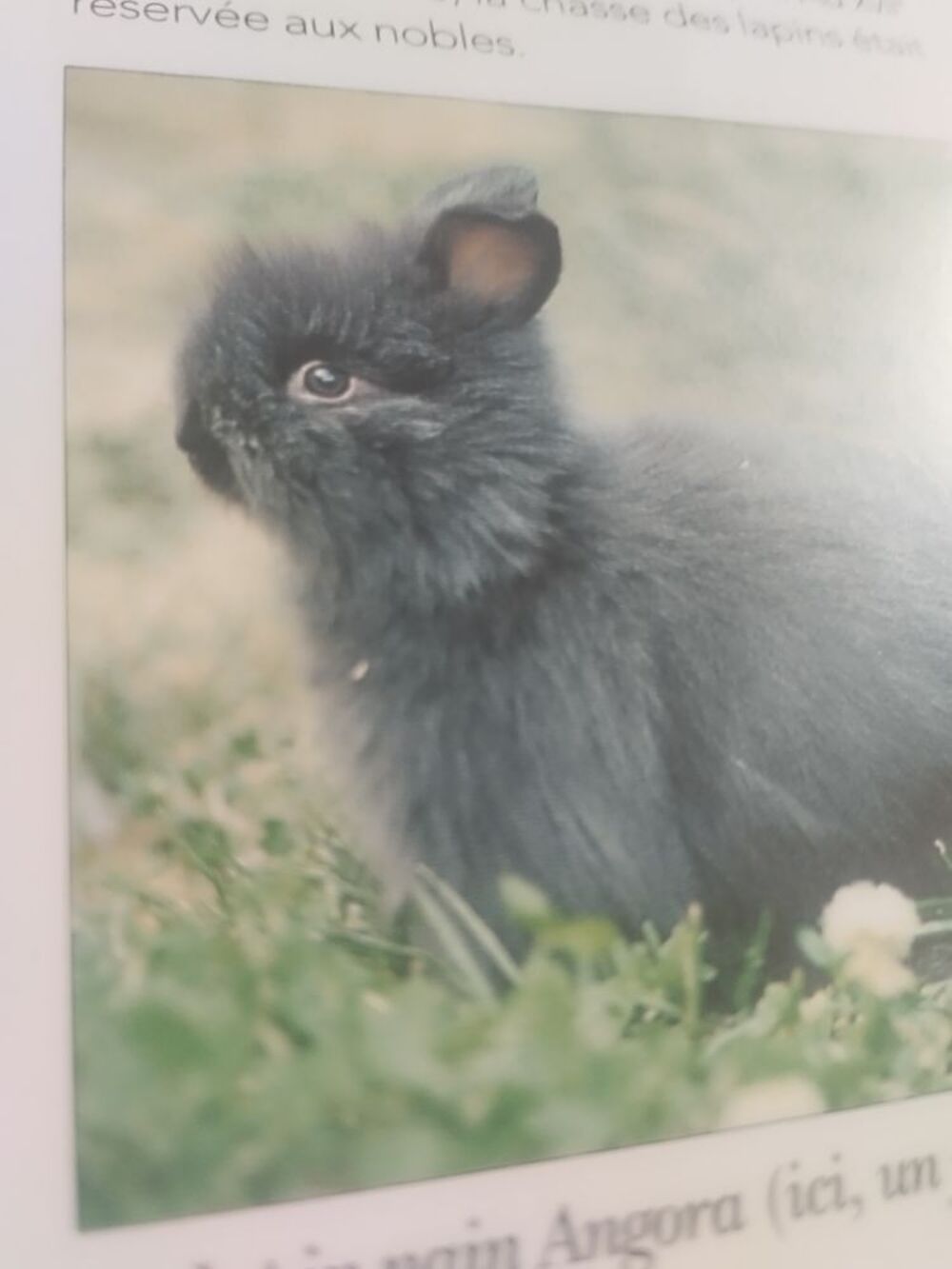   Recherche lapin nain  