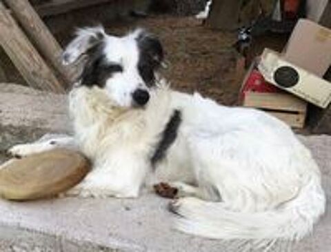   Accouplement chien 