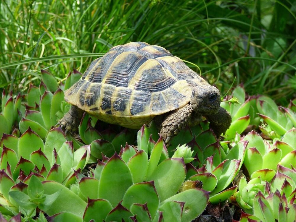   Eurotestudo Boettgeri 