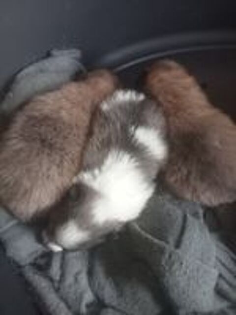   chiot a rserver 3 femelle 2 mal  joli couleur .  