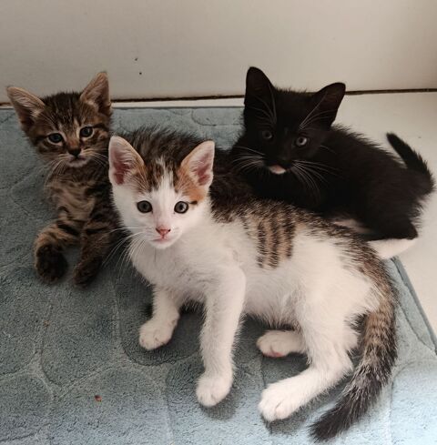 Donne adorables chatons 
0 33250 Cissac-m�doc