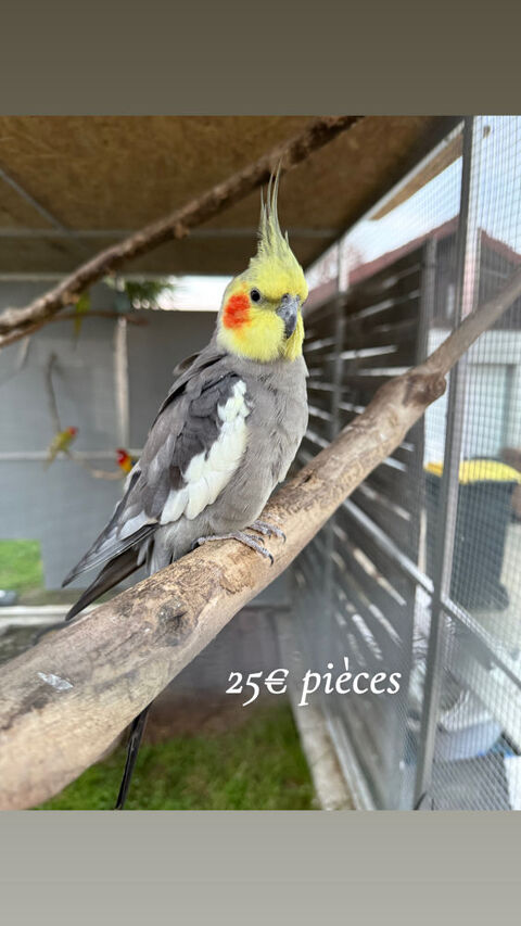 Perruche calopsitte 25 71100 Chalon-sur-sane