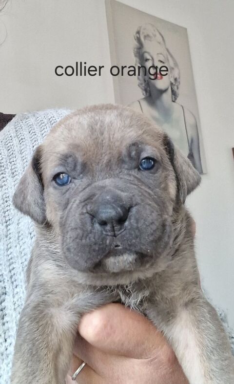 Cane corso a réservé 850 62300 Lens