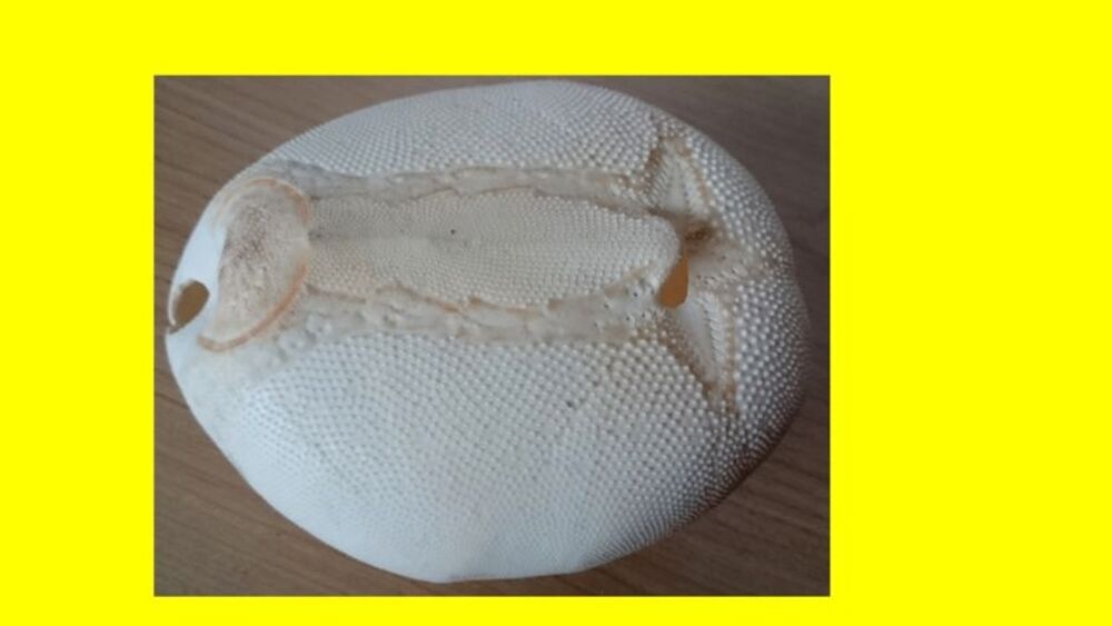 Test d'Oursin Metalia 11,3 cm -coquillage-d&eacute;co-collection 