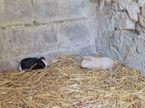   Cochons d'Inde 
