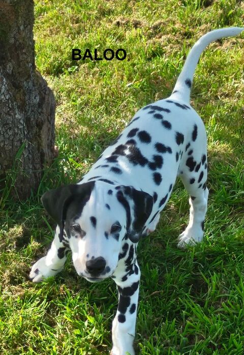 Chiots m&acirc;les de race DALMATIEN. 1400 77560 Courchamp
